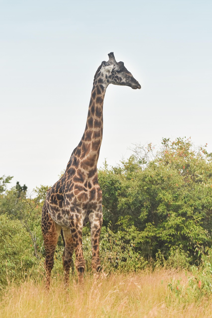 A giraffe standing among acacia scrub